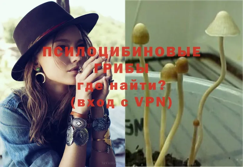 Галлюциногенные грибы Psilocybe  Балашов 